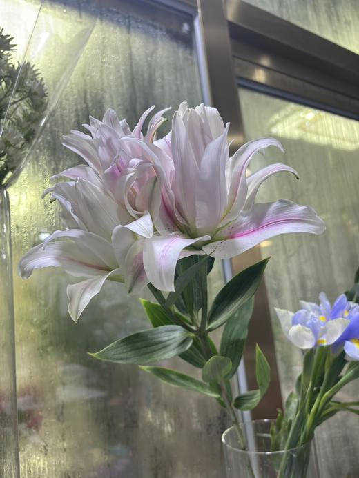 【精品百合】重瓣百合-好奇心  粉色  5枝/扎  3 头 商品图6