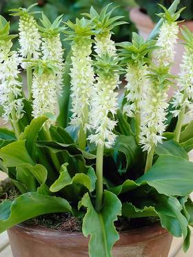 球朵朵盆栽凤梨百合