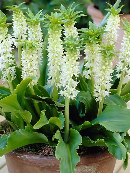 球朵朵盆栽凤梨百合 商品图0