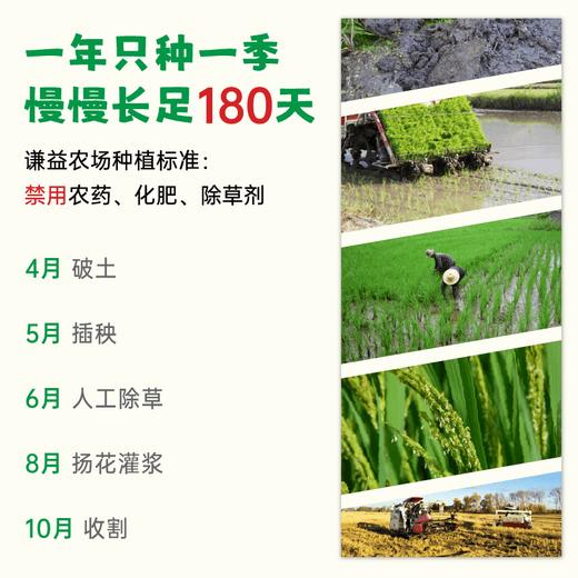 【2025年秋收】谦益香畴有机胚芽米500g 自然农耕东北原产生态稻花香 营养粥米 软糯回甘 米油浓厚 商品图3