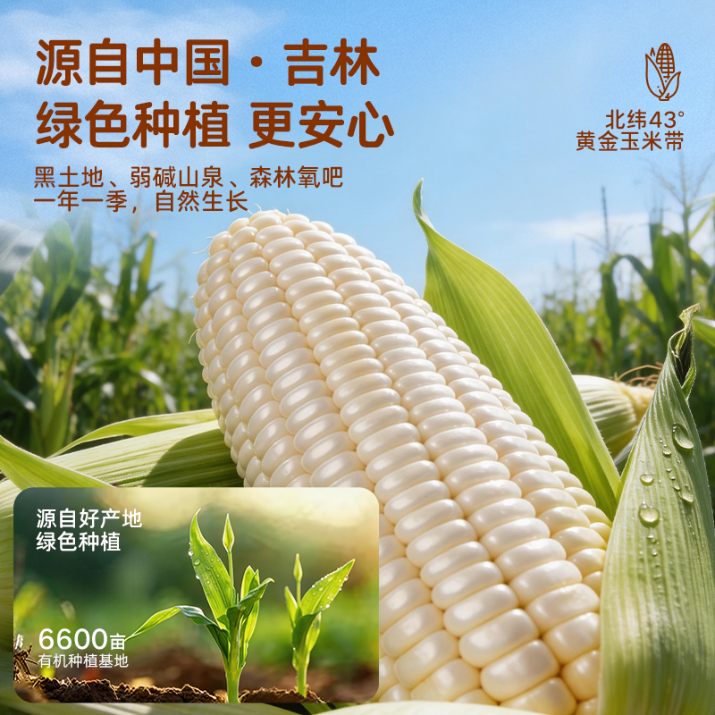 珍珠甜糯玉米 0糖认证 糖友/孕妈/减脂期都能吃 非转基因 配料表只有玉米 自然生长120天 3小时真空锁鲜