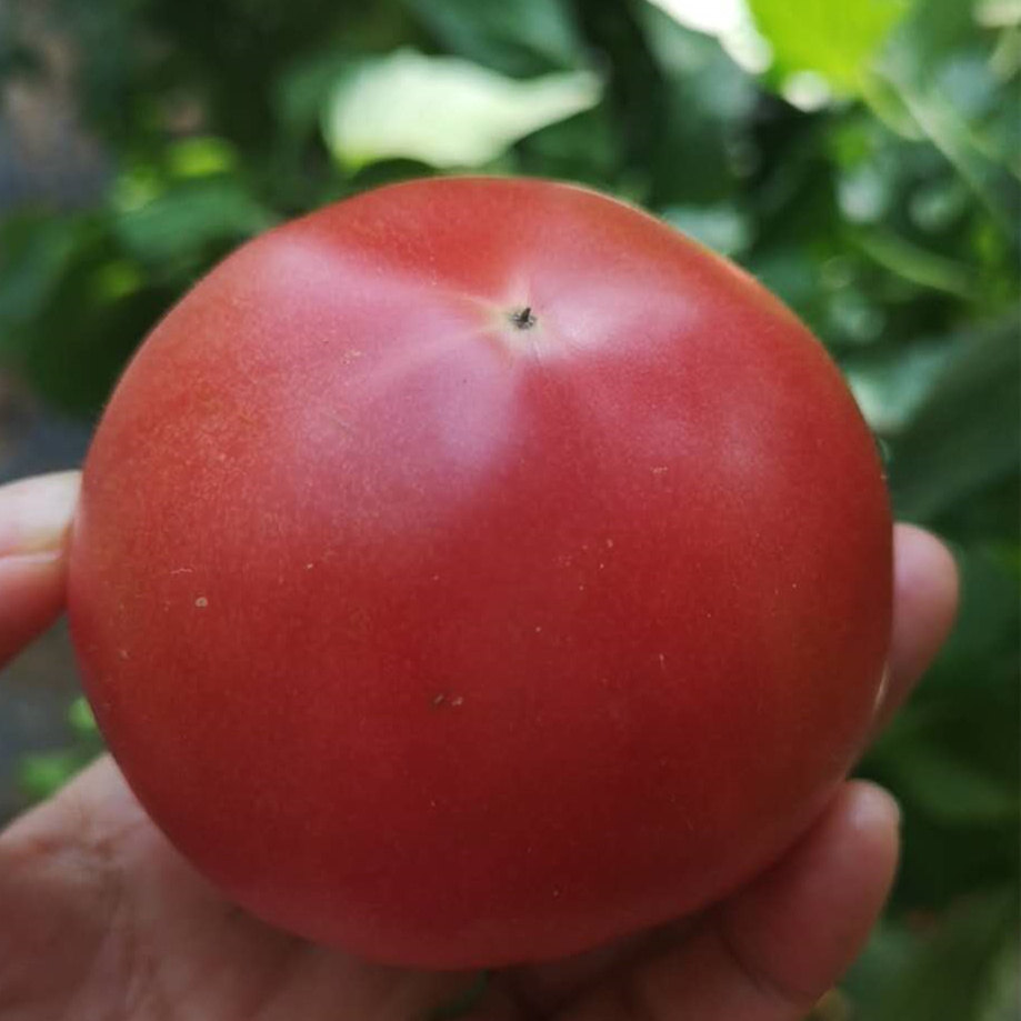 【限量福利29.99元/3斤包邮】鸿翠园 有机西红柿 沙瓤有籽180天自然成熟