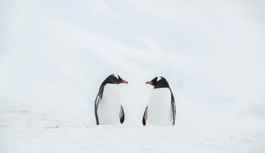 南极三岛「早鸟价8折，优惠高达4万元」福克兰群岛、南极半岛、南乔治亚岛26天摄影之旅 商品图10