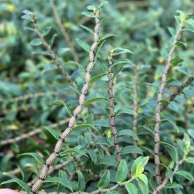 铁皮石斛鲜条【云南深山仿野生种植】