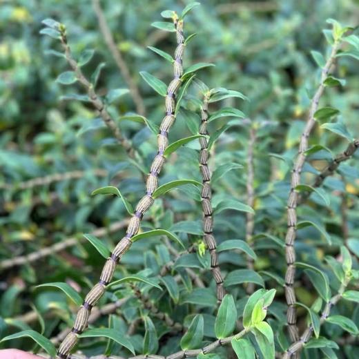 铁皮石斛鲜条【云南深山仿野生种植】 商品图0