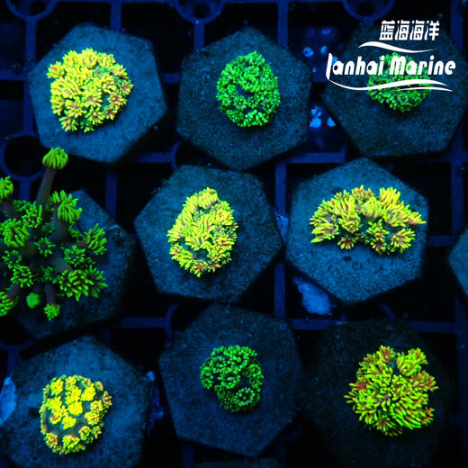 人工马卡龙单包 商品图3