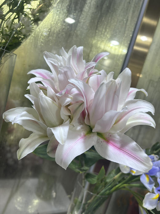 【精品百合】重瓣百合-好奇心  粉色  5枝/扎  3 头 商品图3