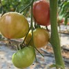 【限量福利29.99元/3斤包邮】鸿翠园 有机西红柿 沙瓤有籽180天自然成熟 商品缩略图3