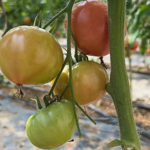 【限量福利29.99元/3斤包邮】鸿翠园 有机西红柿 沙瓤有籽180天自然成熟 商品图3