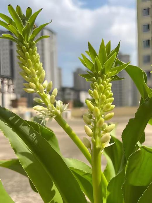 球朵朵盆栽凤梨百合 商品图3