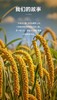 【积分兑换】千麦道当季东北黄金苗K1小米 北纬41°黄金小米 品质保证400g 商品缩略图1