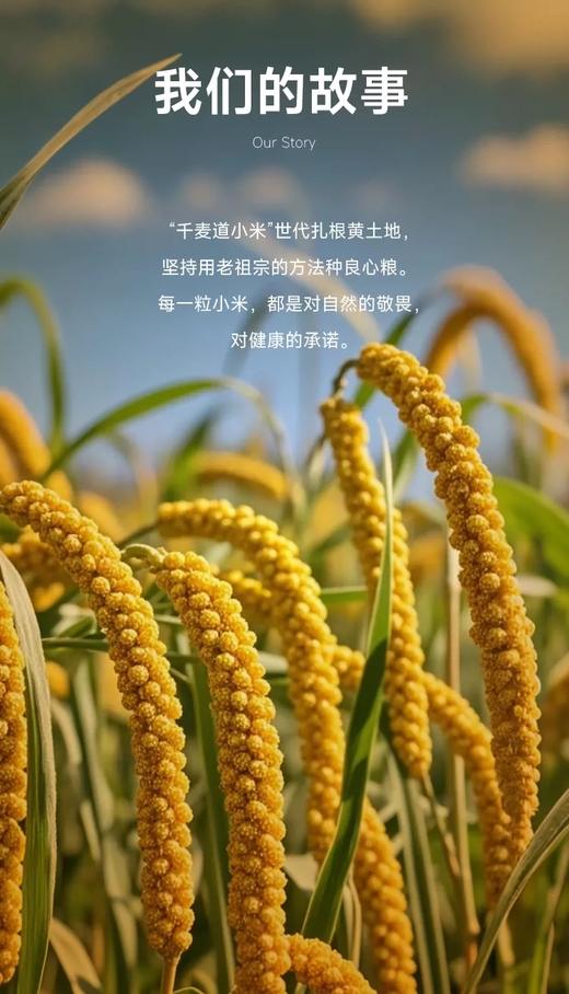 【积分兑换】千麦道当季东北黄金苗K1小米 北纬41°黄金小米 品质保证400g 商品图1