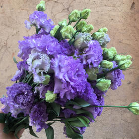 A级洋桔梗. 农民浅紫