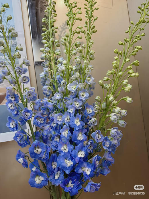 现货 蓝色大飞燕 一扎5支 支长60厘米 商品图2