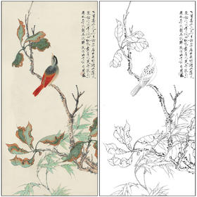工笔画白描底稿于非闇花鸟《红衣画眉》临摹勾线高清打印稿FA72