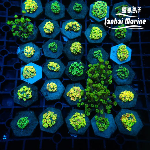 人工马卡龙单包 商品图1