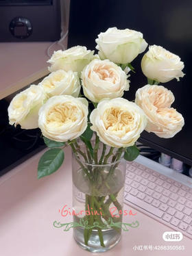 国产玫瑰-【艾格尔】