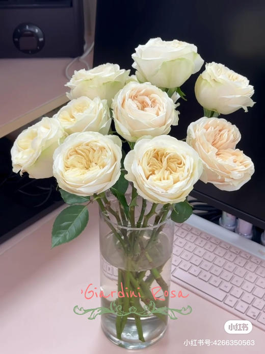 国产玫瑰-【艾格尔】 商品图0