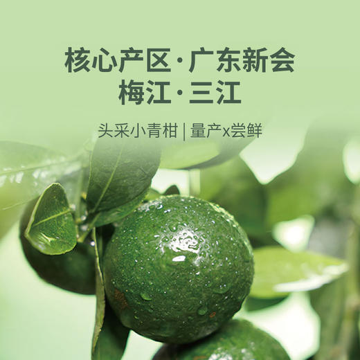 新会头采小青柑 | 小青柑天花板来啦！一年仅一批，错过等明年！梅江老树头采，甜润鲜爽、香气怡人，还有500份15年老树柑，手慢无 商品图1