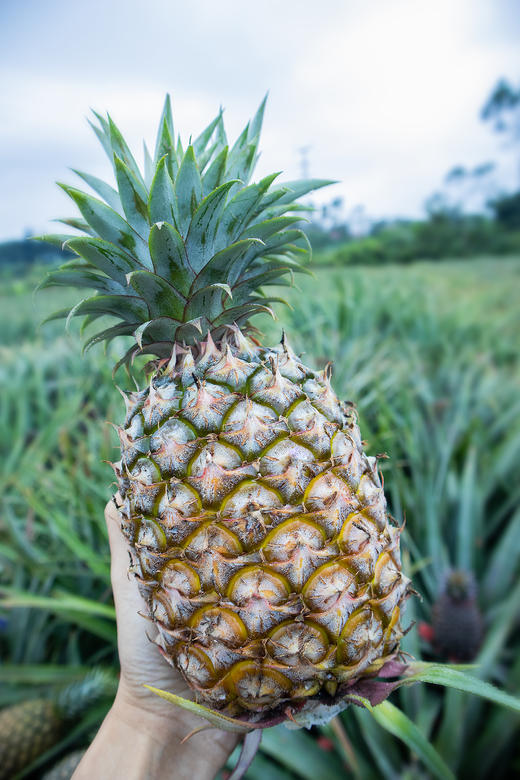 【海南树上熟金钻凤梨】香味四溢，果肉细腻多汁不塞牙（72小时内发货） 商品图4