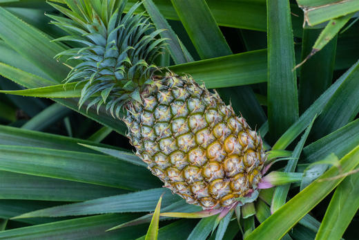 【海南树上熟金钻凤梨】香味四溢，果肉细腻多汁不塞牙（72小时内发货） 商品图5