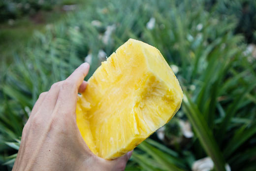 【海南树上熟金钻凤梨】香味四溢，果肉细腻多汁不塞牙（72小时内发货） 商品图7