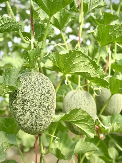 「全年可售」一藤一瓜·青露蜜瓜｜蜜蜂授粉（17°甜·包脆）txa 商品图1