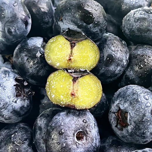 【京东空运】山东花香蓝莓 125g/盒 商品图0