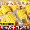 【从鲜开始❗️水果玉米段】免煮开袋即食，清甜多汁口感脆嫩，汁水超多膳食纤维，整箱 20 袋便携装，真空包装玉米学生宿舍零食早餐代餐家用QQ 商品缩略图0