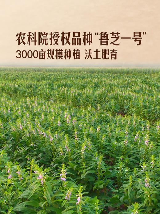 MM 山姆 Member's Mark 有机熟白芝麻 240g*2 商品图2