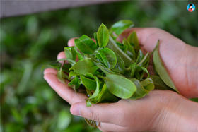  核心区的猫耳朵，应该是什么样的口感？