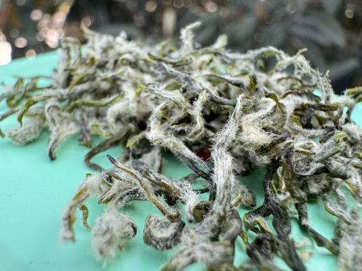 2026年 [头采微叶] 小叶种碧螺春（西山·洞庭山）100克起 商品图1