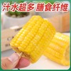 【从鲜开始❗️水果玉米段】免煮开袋即食，清甜多汁口感脆嫩，汁水超多膳食纤维，整箱 20 袋便携装，真空包装玉米学生宿舍零食早餐代餐家用QQ 商品缩略图3