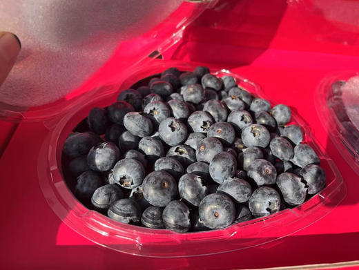 雪山恬云南脆甜蓝莓22+ 商品图13