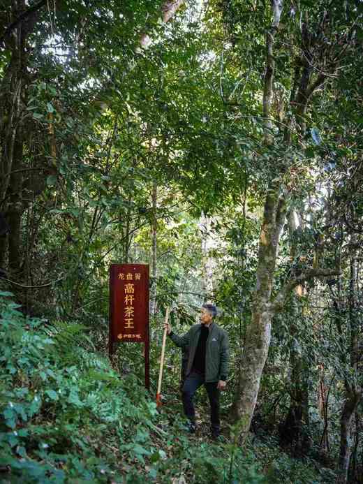 3月30日中午12点【龙盘箐】2025年轩辕古树龙盘箐晒红，高端晒红代表，75克/罐 商品图6