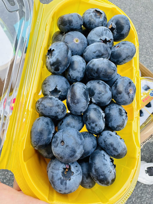 雪山恬云南脆甜蓝莓22+ 商品图6