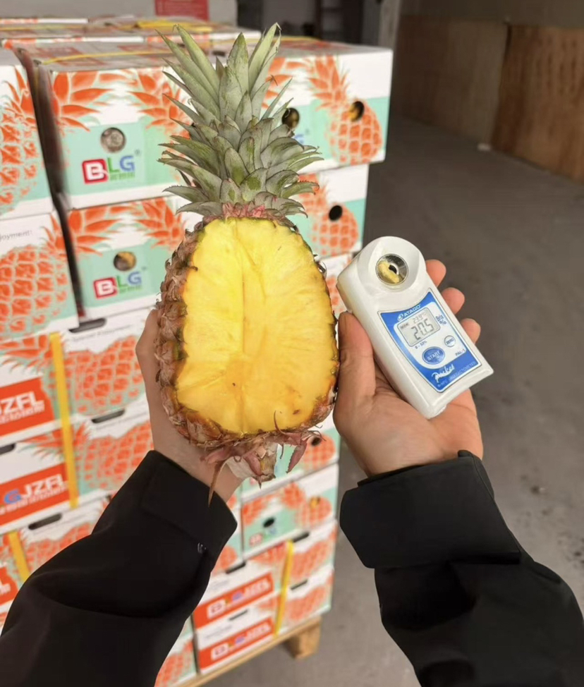 玫瑰金钻凤梨（12.8/斤群友价）