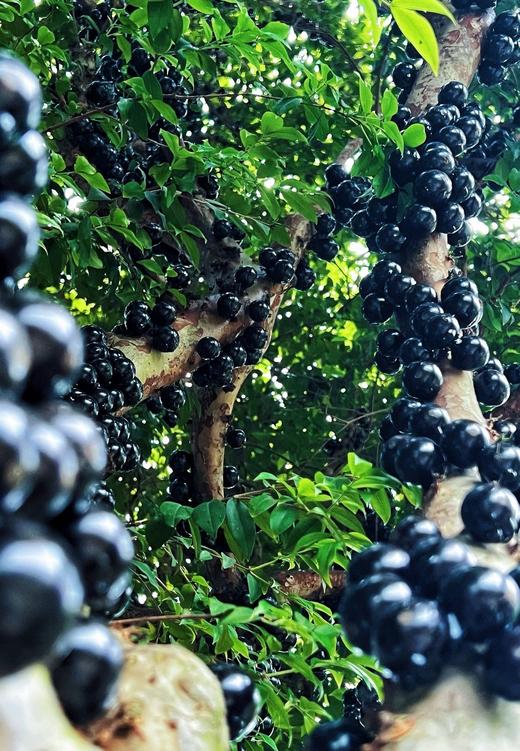 “黑珍珠”——嘉宝果（树葡萄） 商品图2