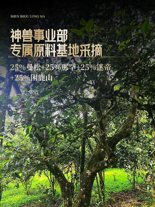 【数量过半！】【神兽系列---龙马】2019年四大贡茶拼配神兽事业部出品轻轻抿一口，回味无穷 创世制作，传世好茶，殿堂级藏品，357克/饼 5饼/箱 商品图2