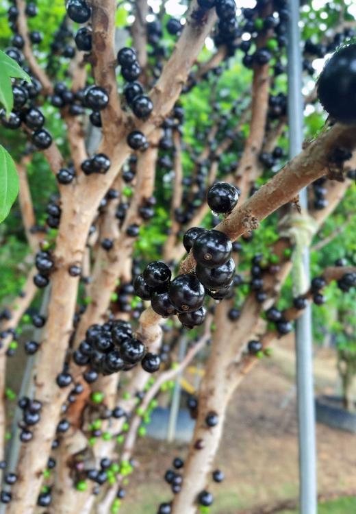 “黑珍珠”——嘉宝果（树葡萄） 商品图3