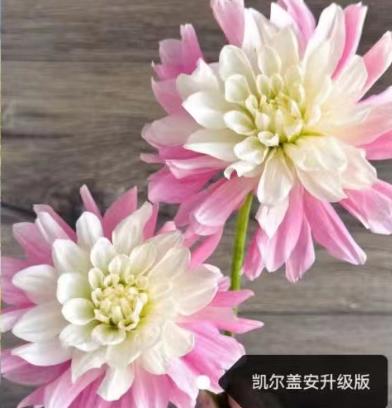 大丽花 | 凯尔盖安升级版 商品图0