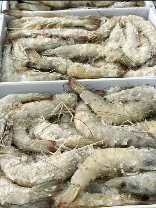 盐田大海虾 商品图1