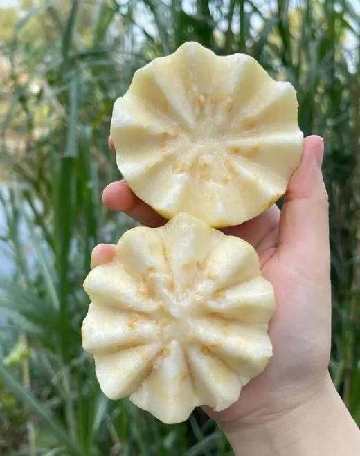 B1F【自采水果】哈森奶油芭乐  规格：4-7个/盒 （取货日期：4月9日） 商品图2