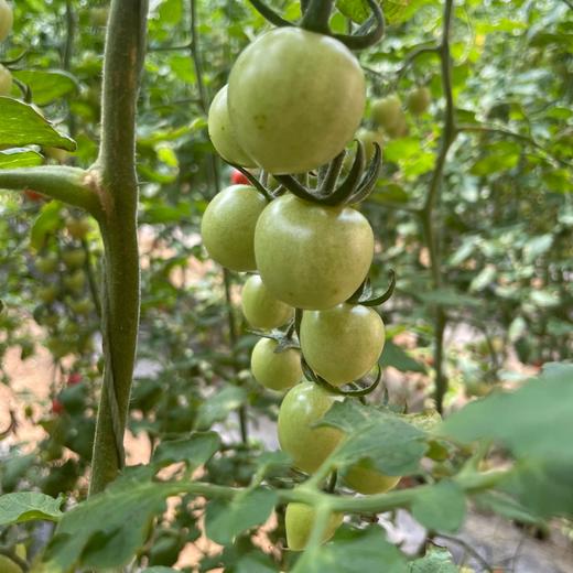 圣女果绿每公斤 商品图0