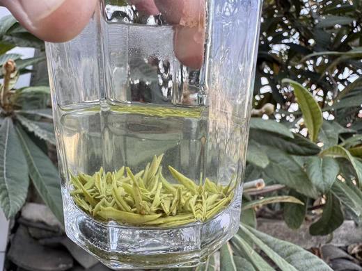 2026年 [头采微叶] 小叶种碧螺春（西山·洞庭山）100克起 商品图5