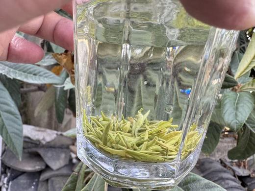 2026年 [头采微叶] 小叶种碧螺春（西山·洞庭山）100克起 商品图4