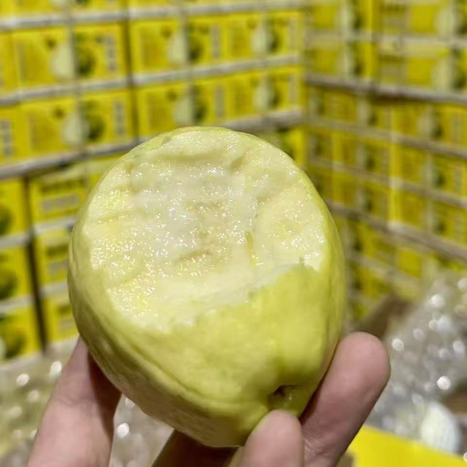 B1F【自采水果】哈森奶油芭乐  规格：4-7个/盒 （取货日期：4月9日）