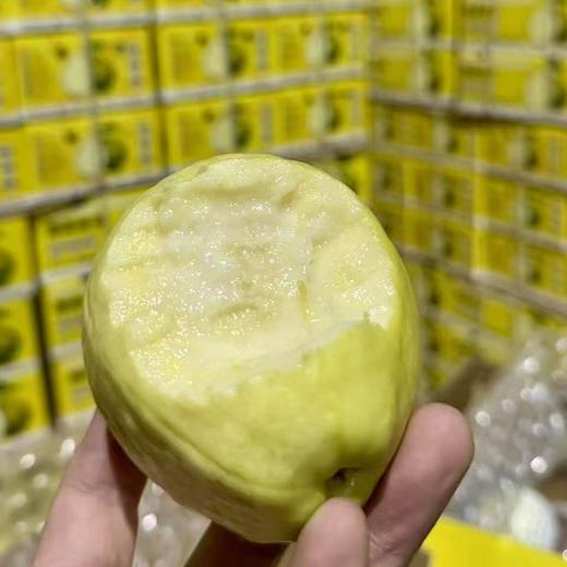 B1F【自采水果】哈森奶油芭乐  规格：4-7个/盒 （取货日期：4月9日） 商品图0