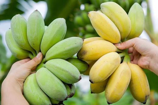 正宗福建苹果香蕉 商品图0