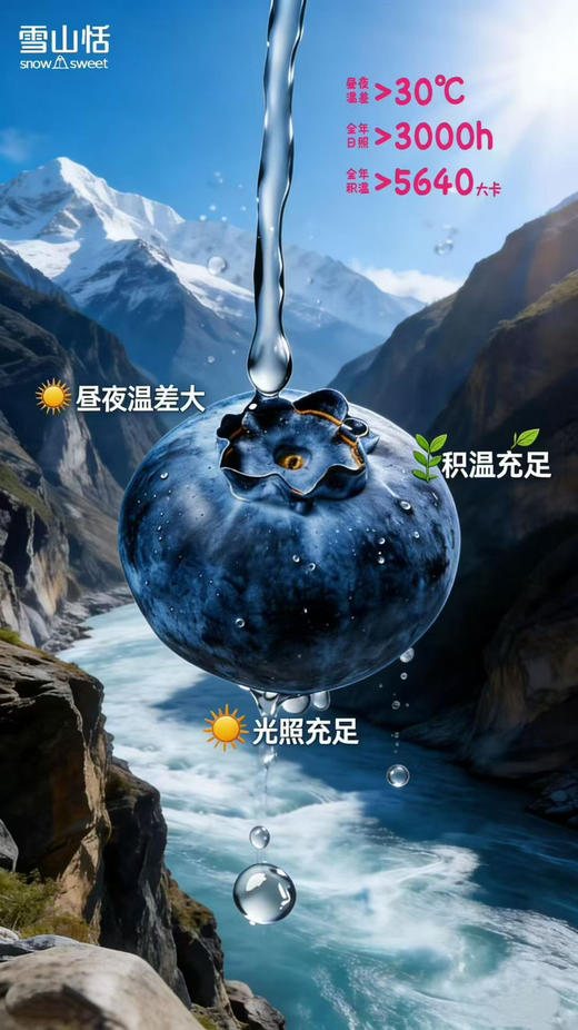 雪山恬云南脆甜蓝莓22+ 商品图7